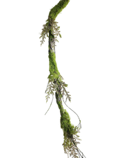 Hanging Root Vine