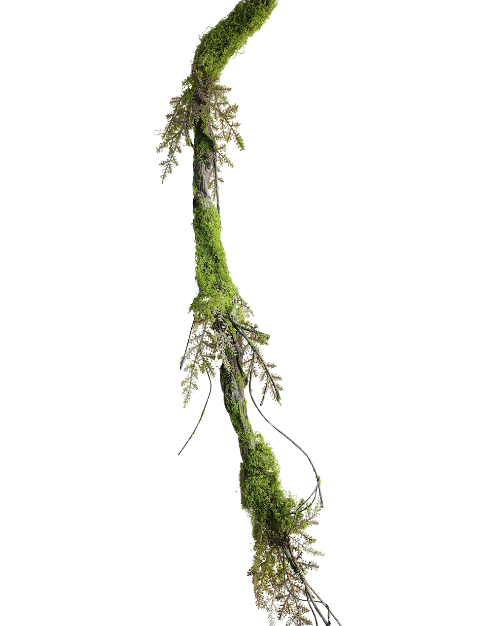 Hanging Root Vine