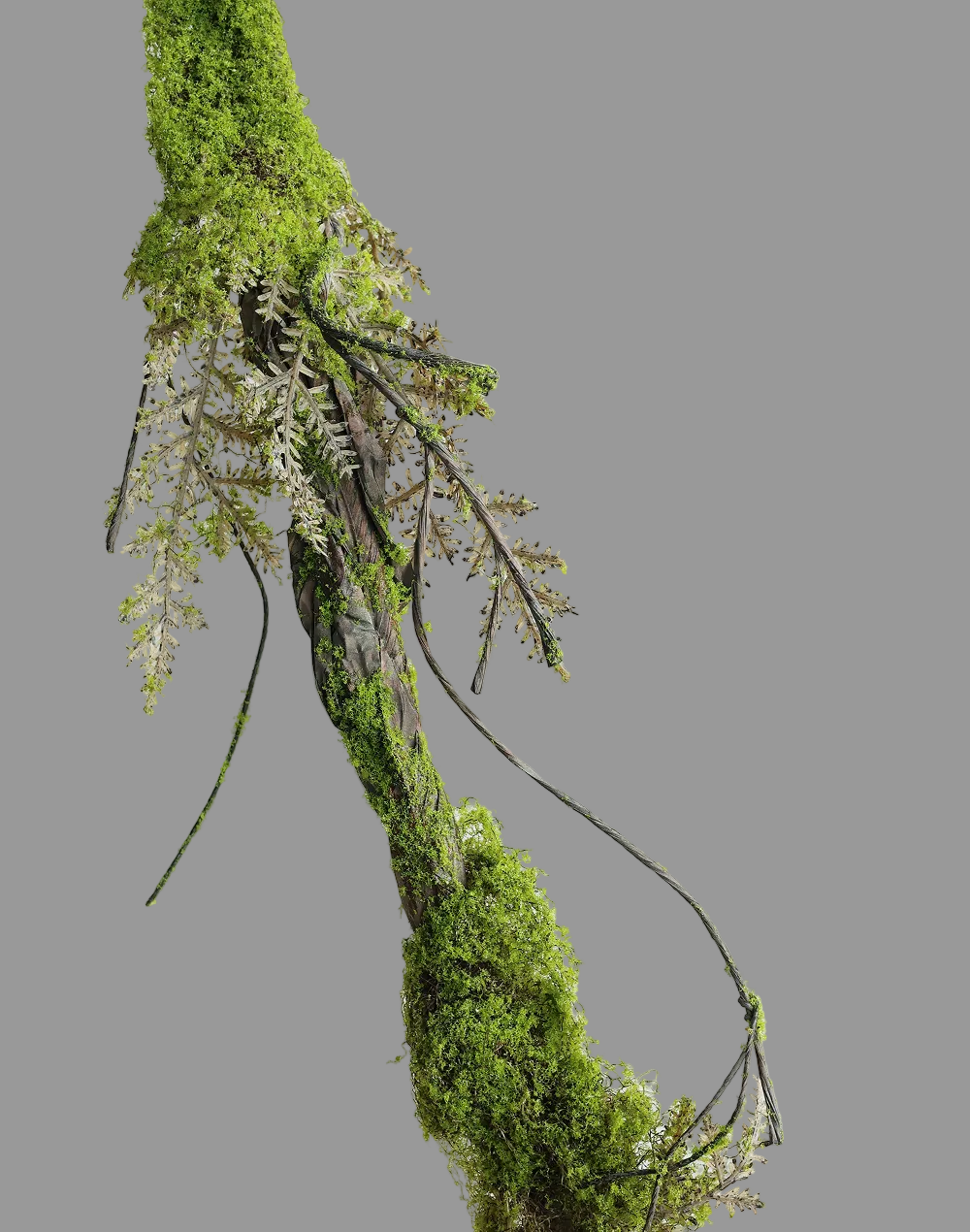 Hanging Root Vine