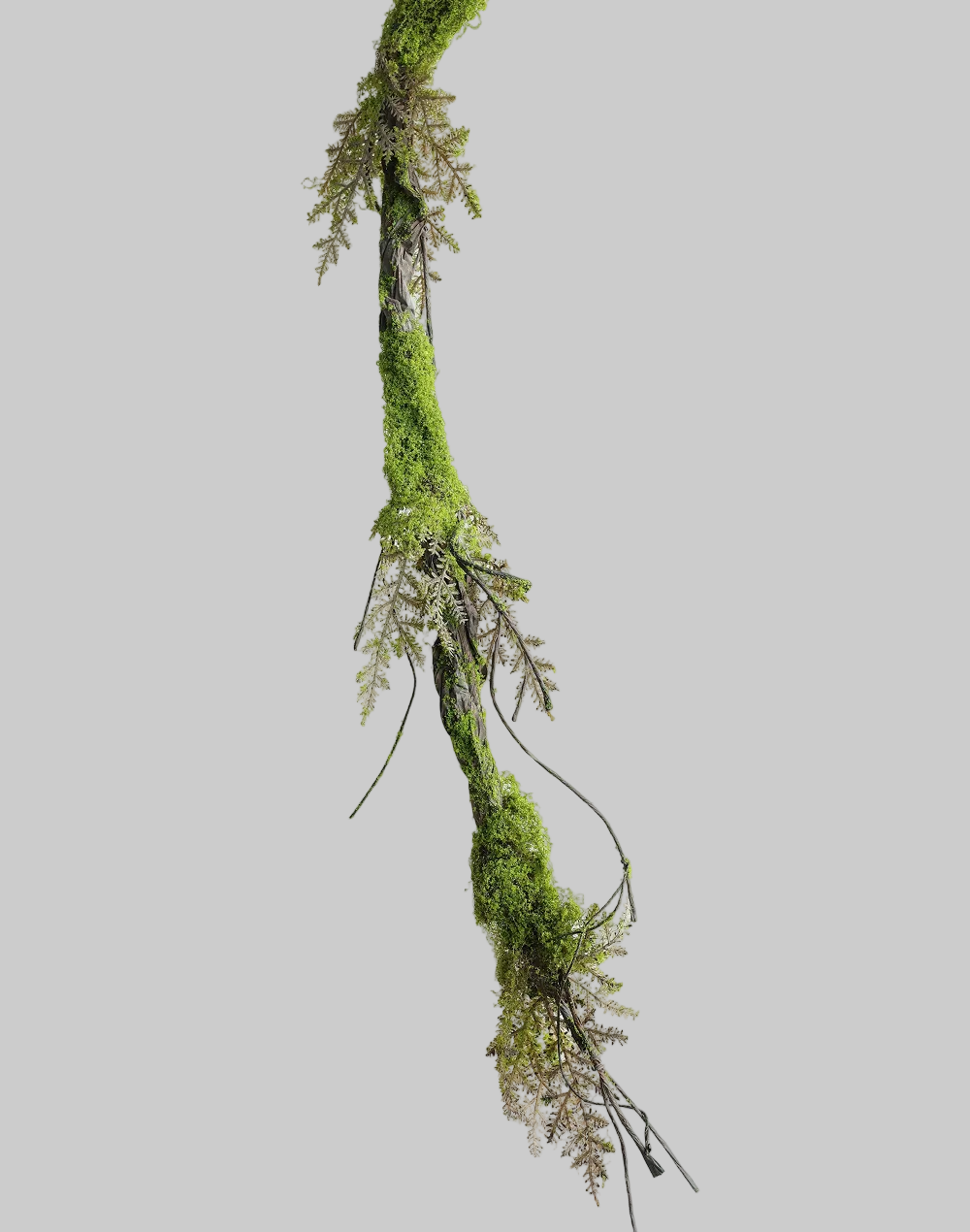 Hanging Root Vine