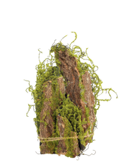 Moss Decorative
