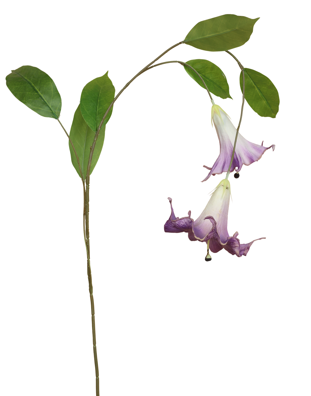 Angel's Trumpet | Available in 6 Colors