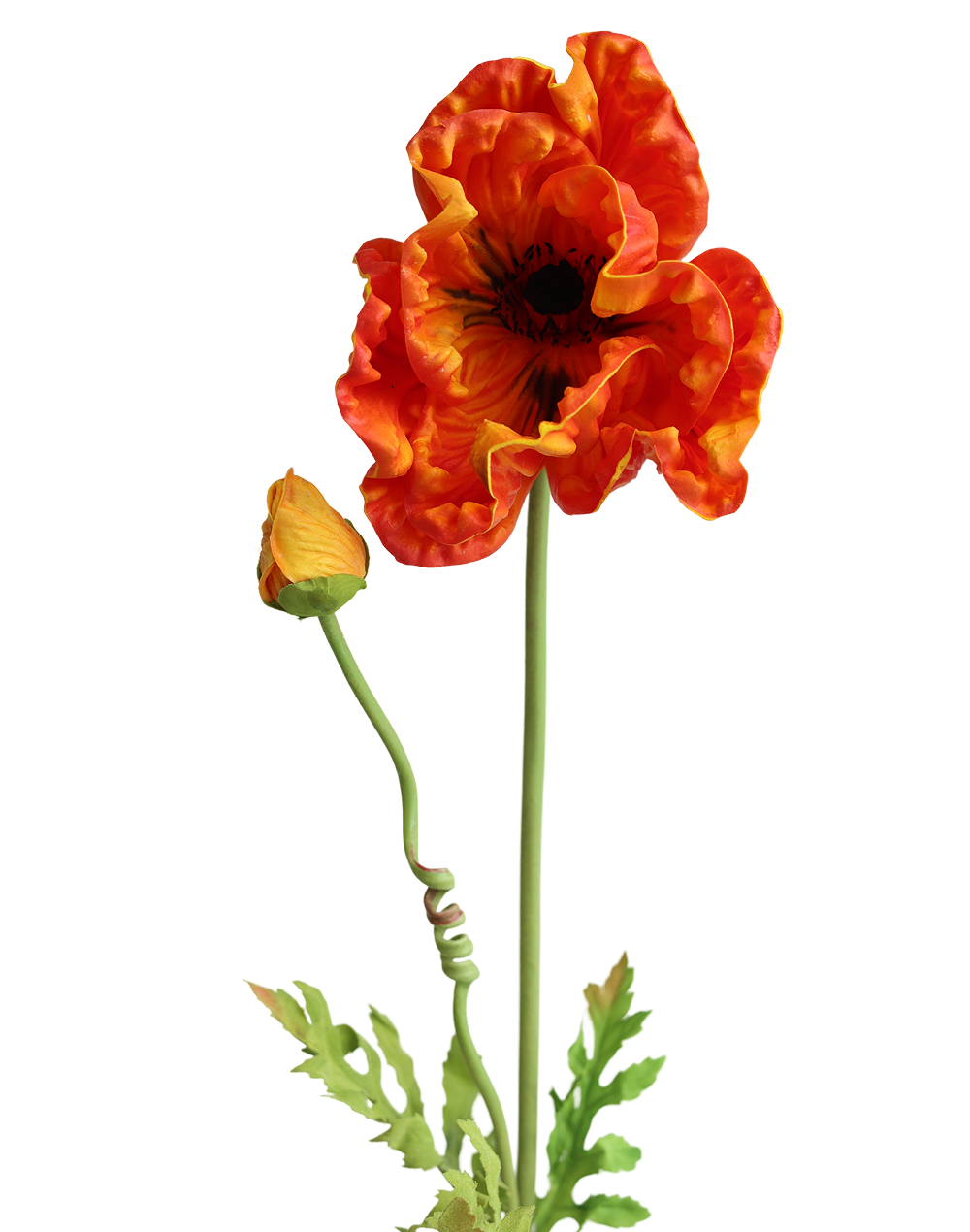 Orange Poppy 33"
