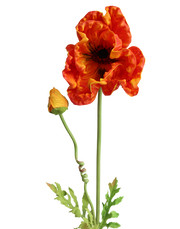 Orange Poppy 33"