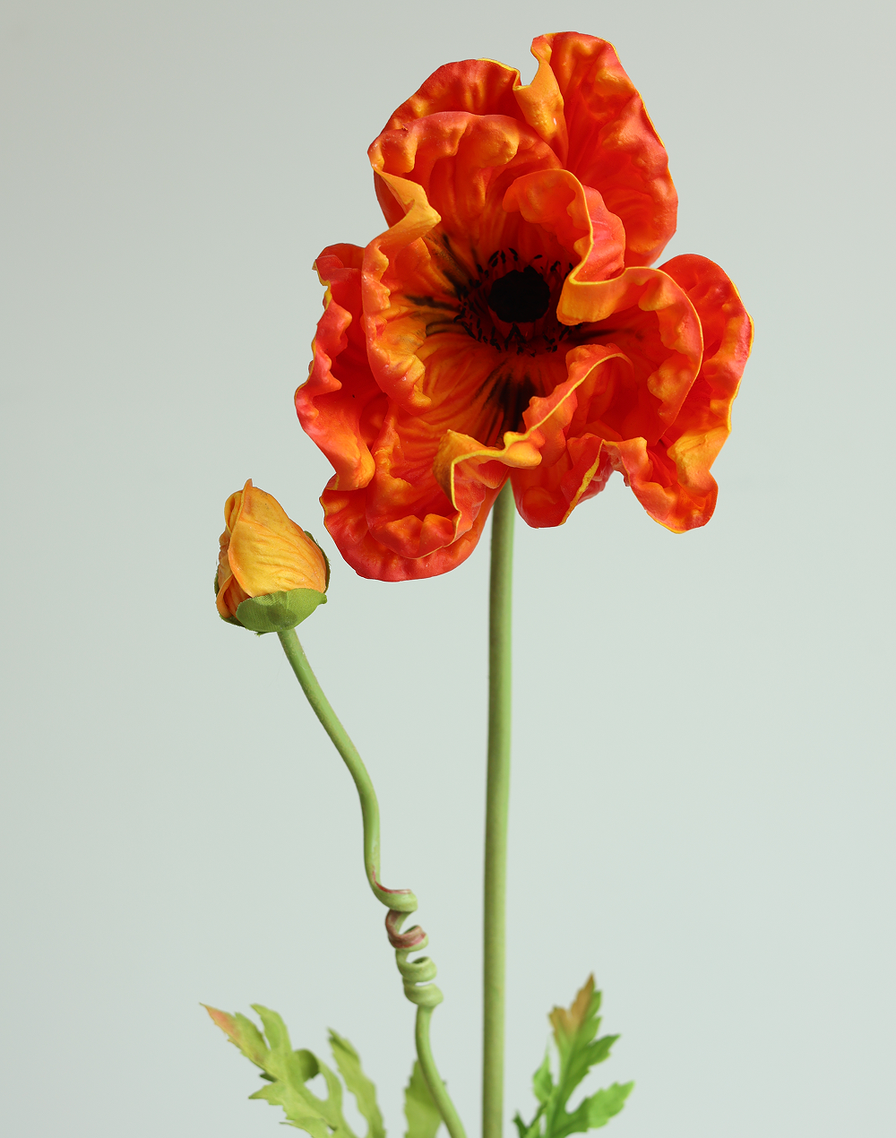 Orange Poppy 33"