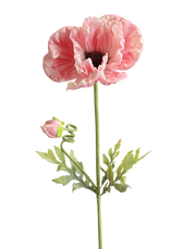 Pink Poppy 33"