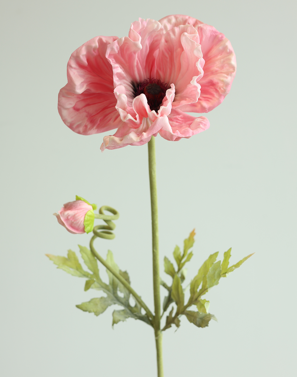 Pink Poppy 33"