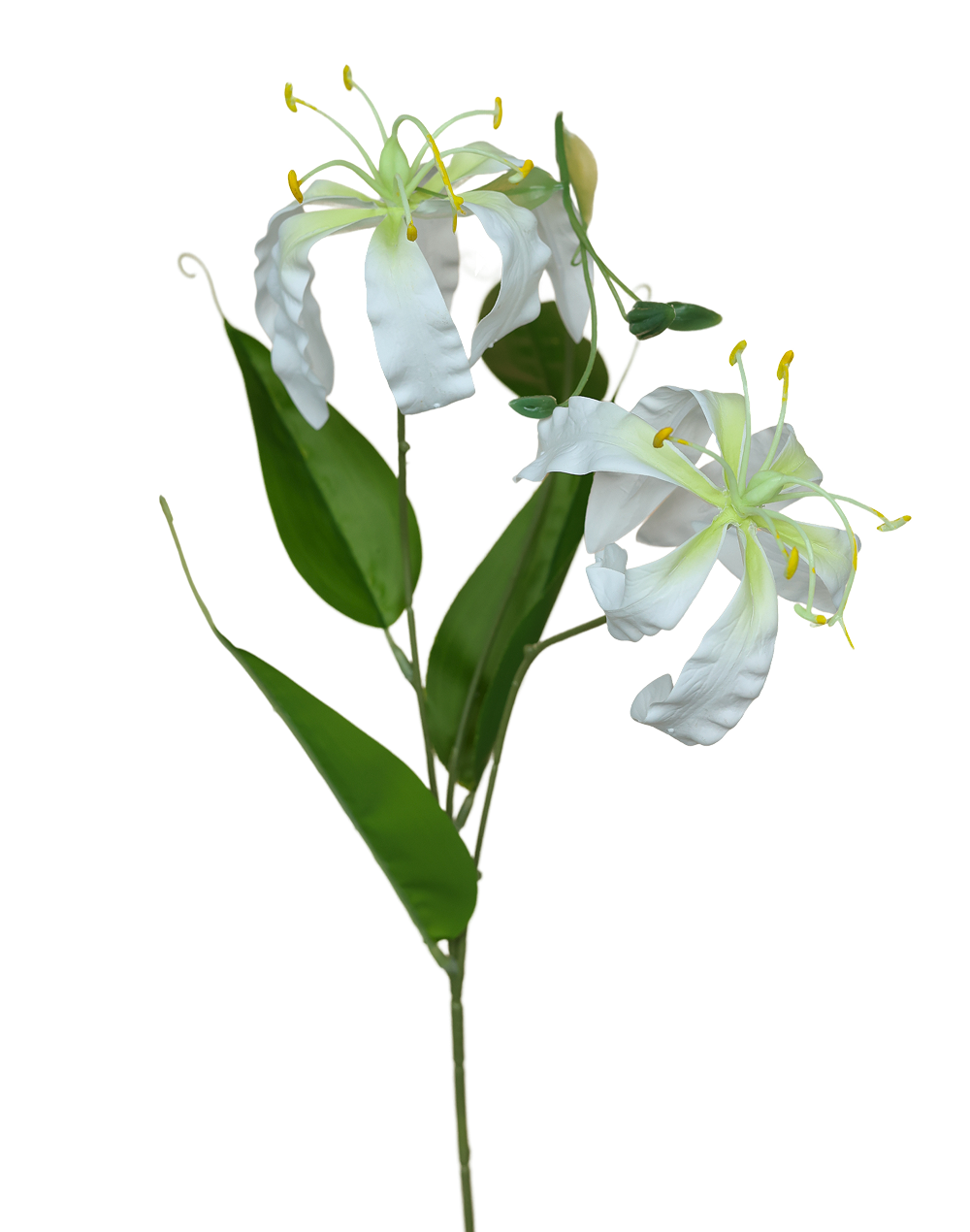 Glorisa Lily | Available in 3 Colors