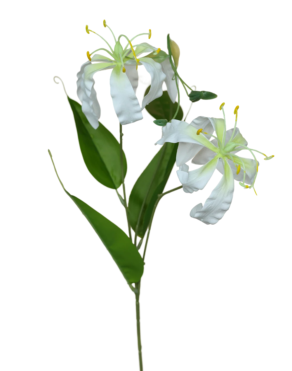Glorisa Lily | Available in 3 Colors