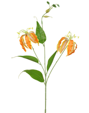 Glorisa Lily | Available in 3 Colors