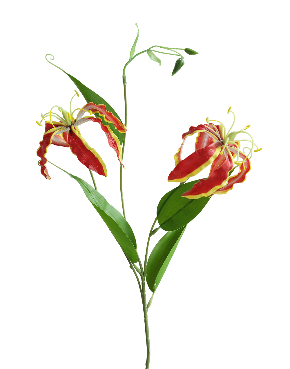 Glorisa Lily | Available in 3 Colors