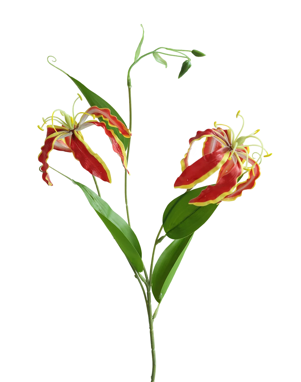 Glorisa Lily | Available in 3 Colors