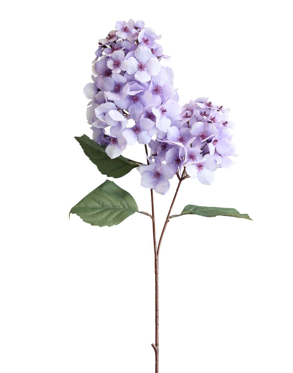 Snowball Viburnum | Available in 4 Colors
