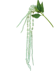 Amaranthus Dried