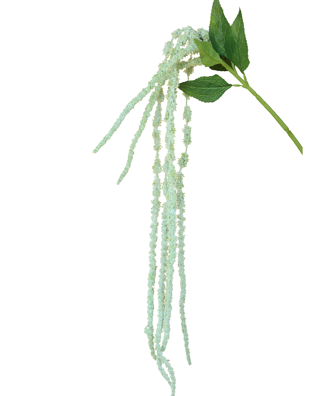 Amaranthus Dried