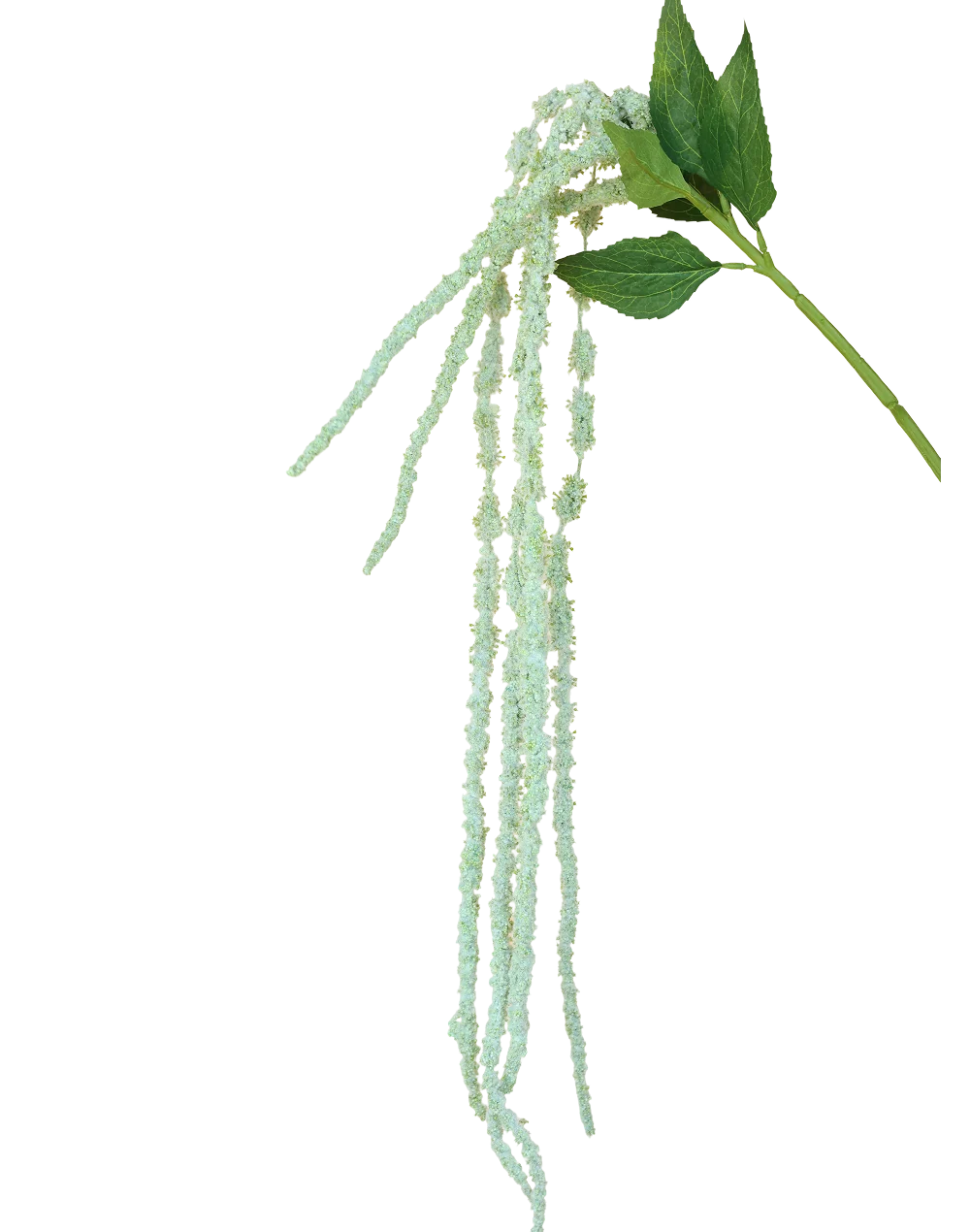 Amaranthus Dried
