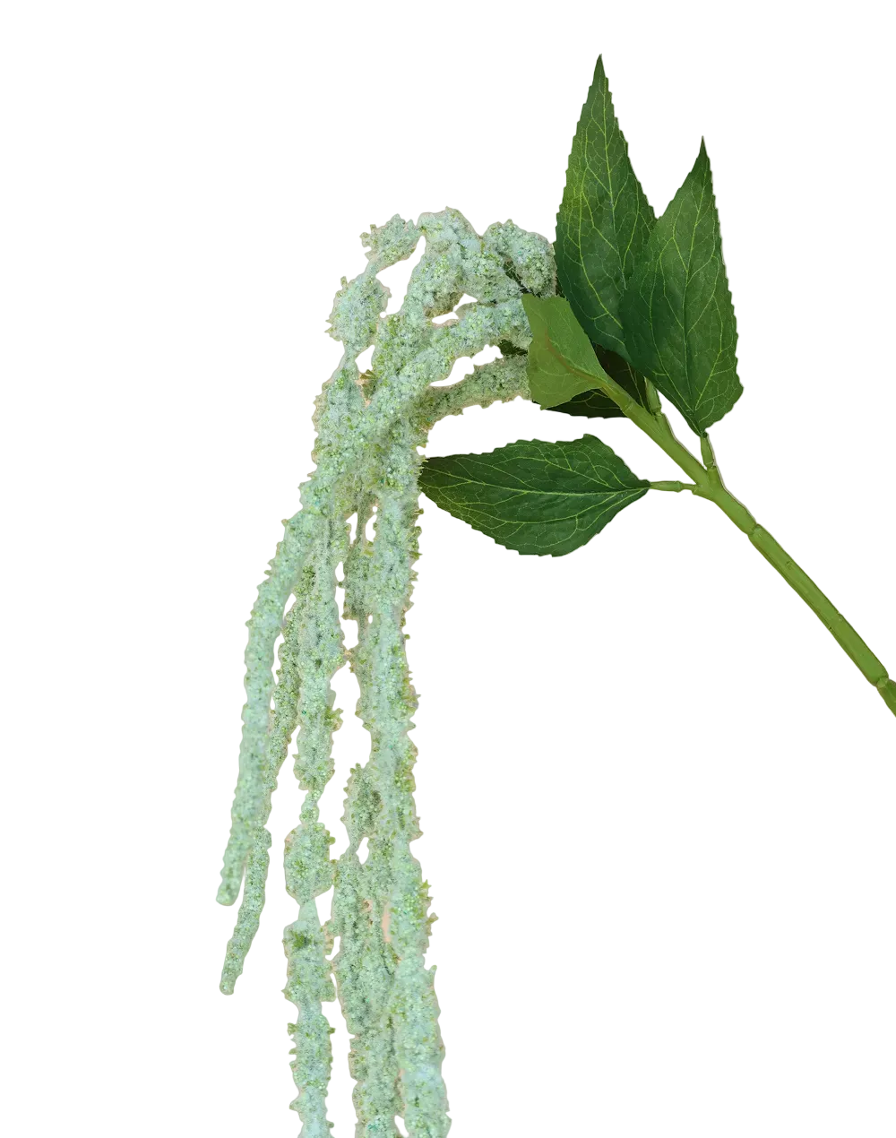 Amaranthus Dried