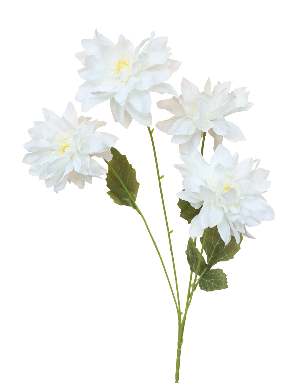 White Dahlia