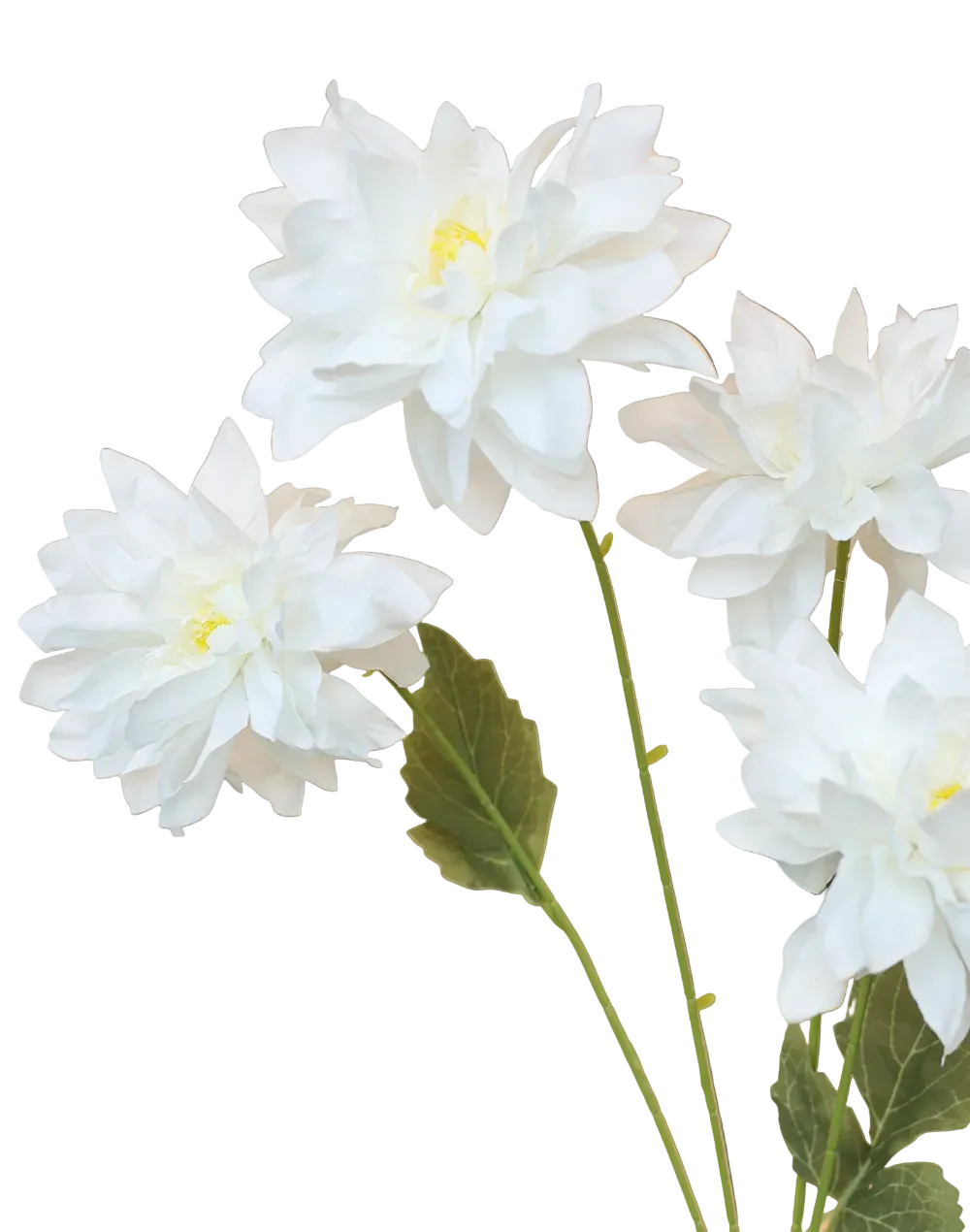 White Dahlia