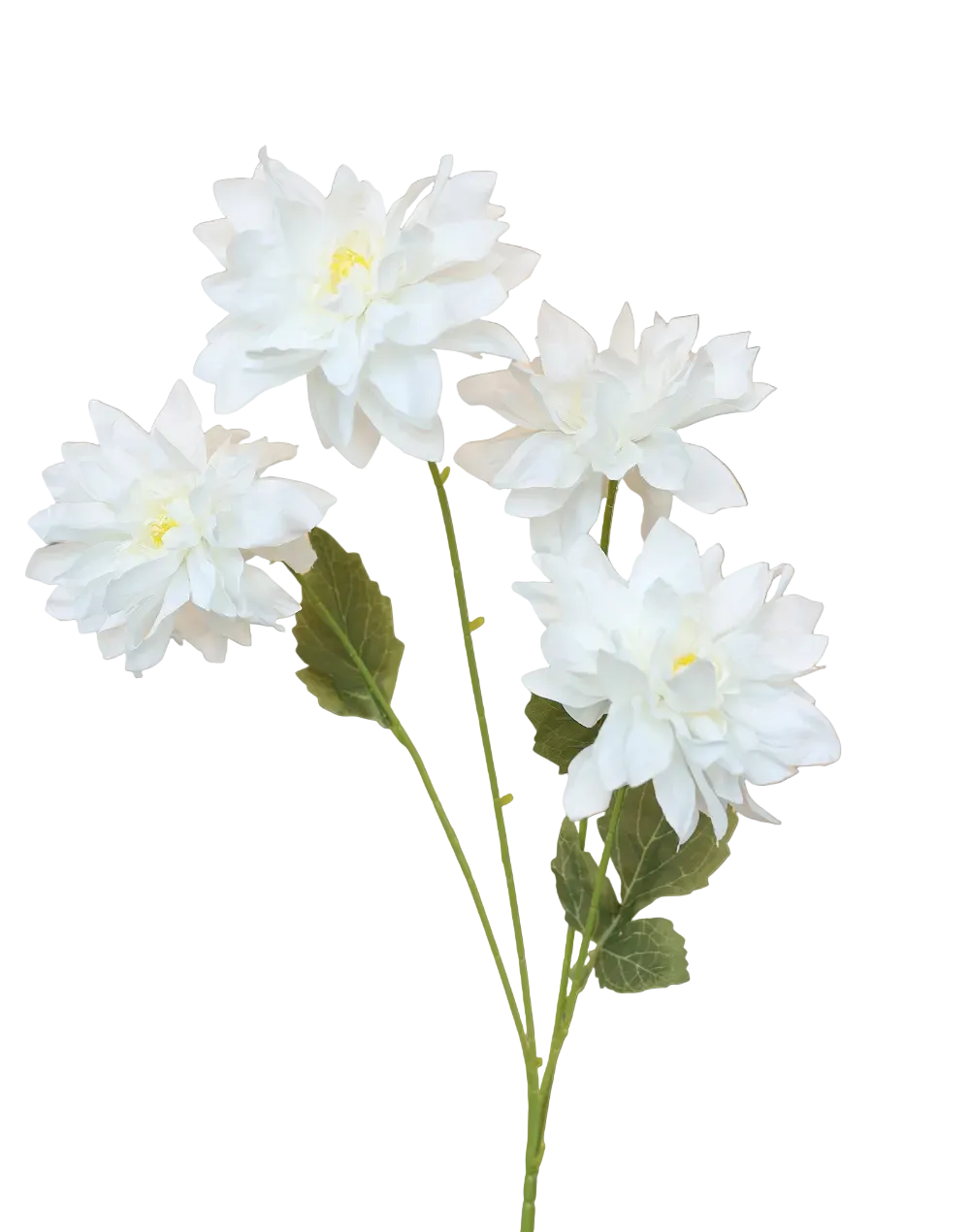 White Dahlia