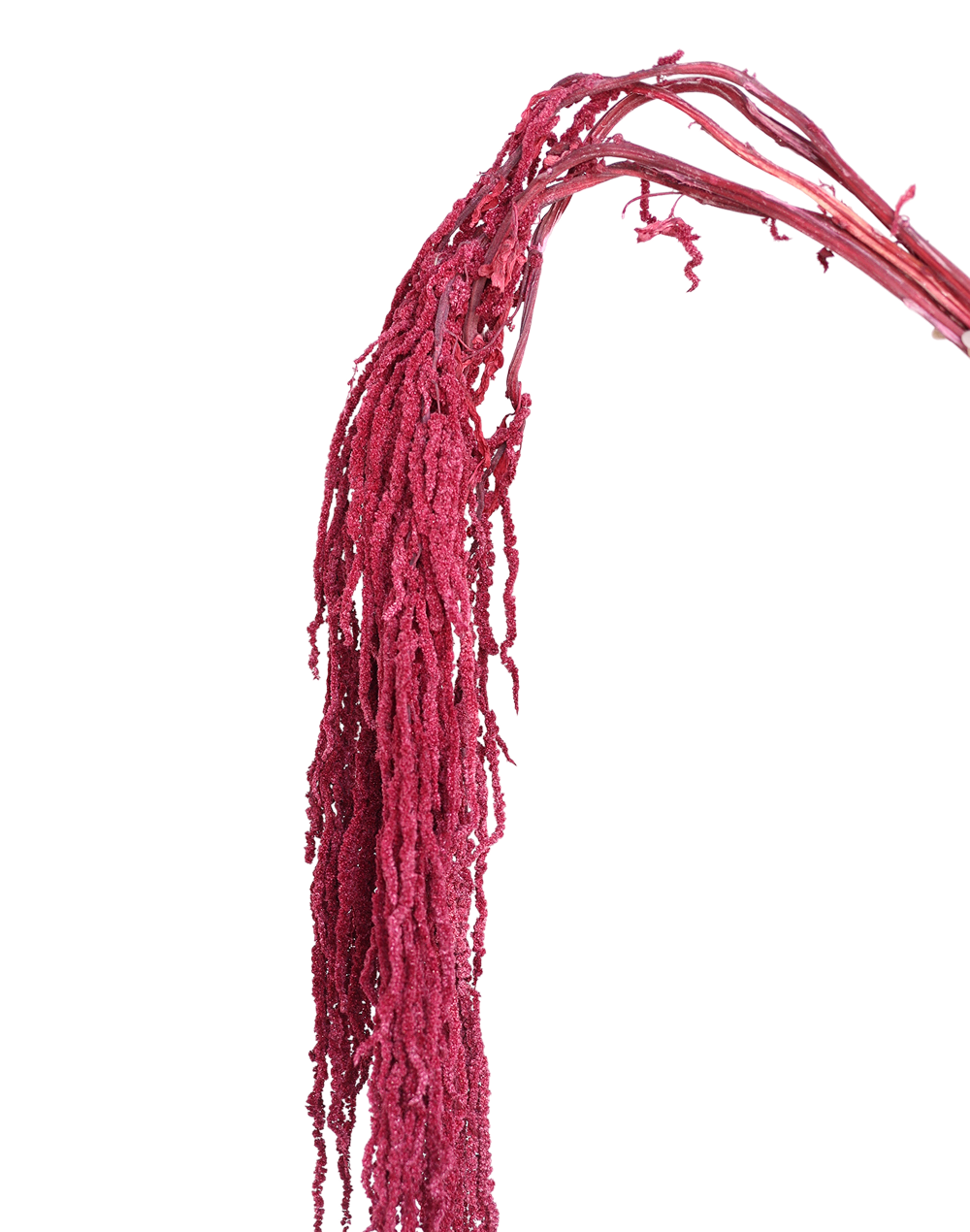 Amaranthus Dried
