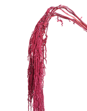 Amaranthus Dried