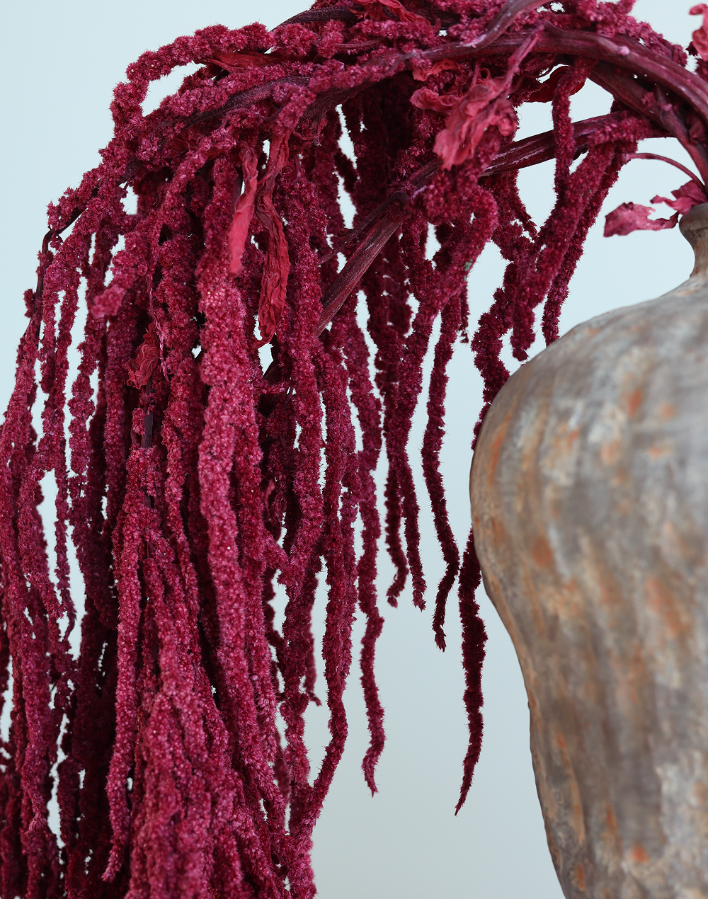 Amaranthus Dried