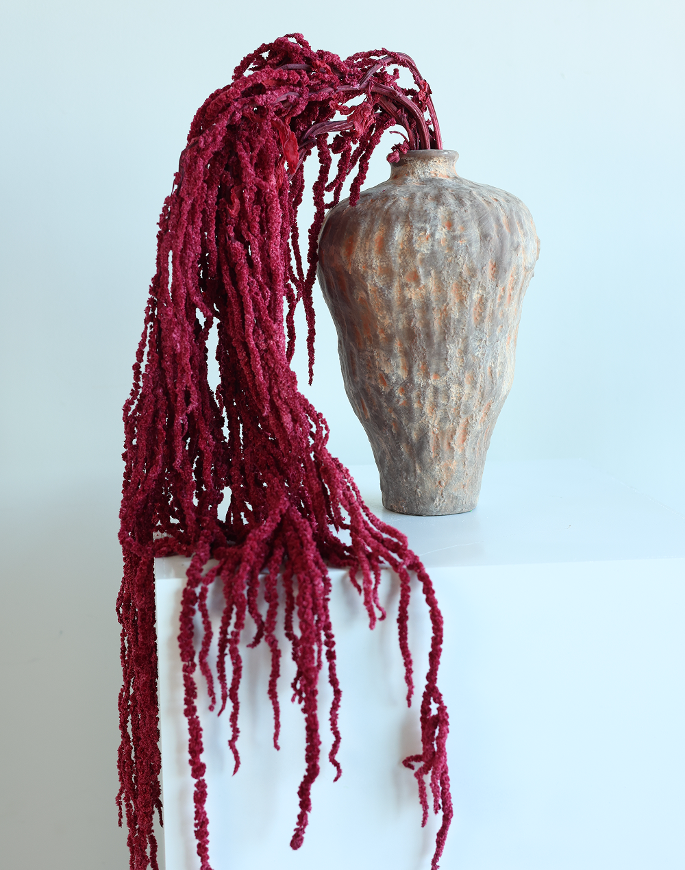 Amaranthus Dried