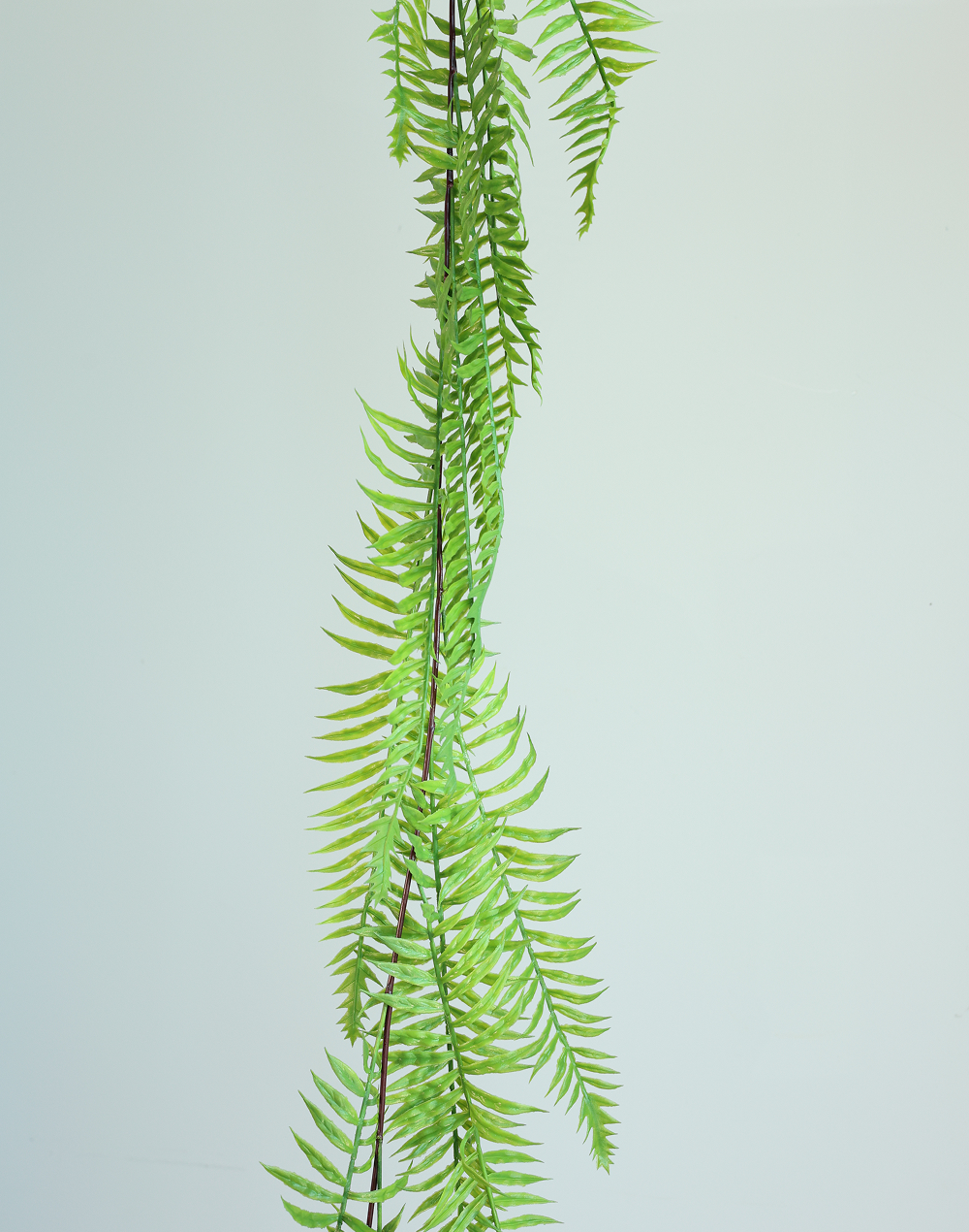 Hanging Fern-72"