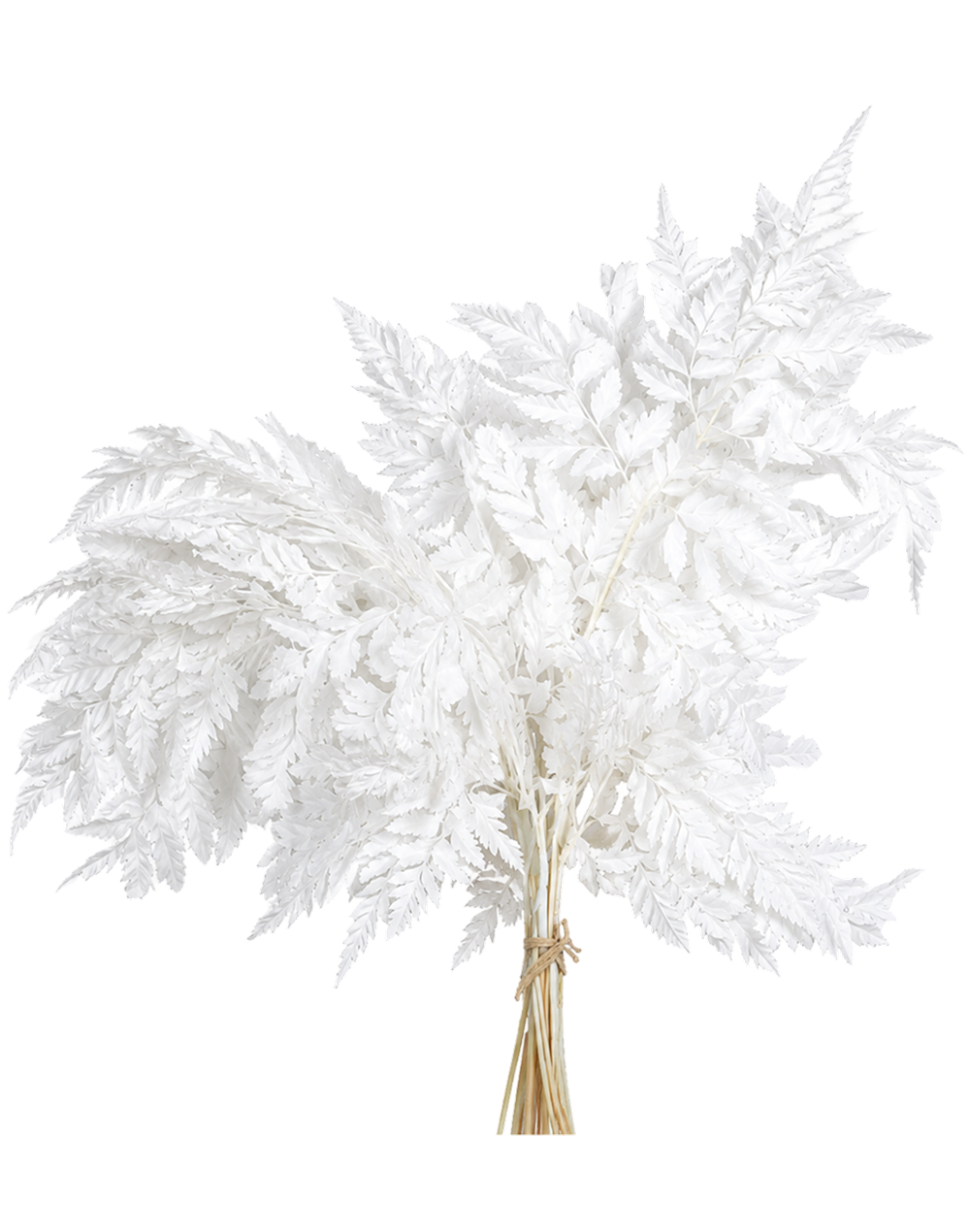 Preserved Leather Fern | Available in 2 Colors