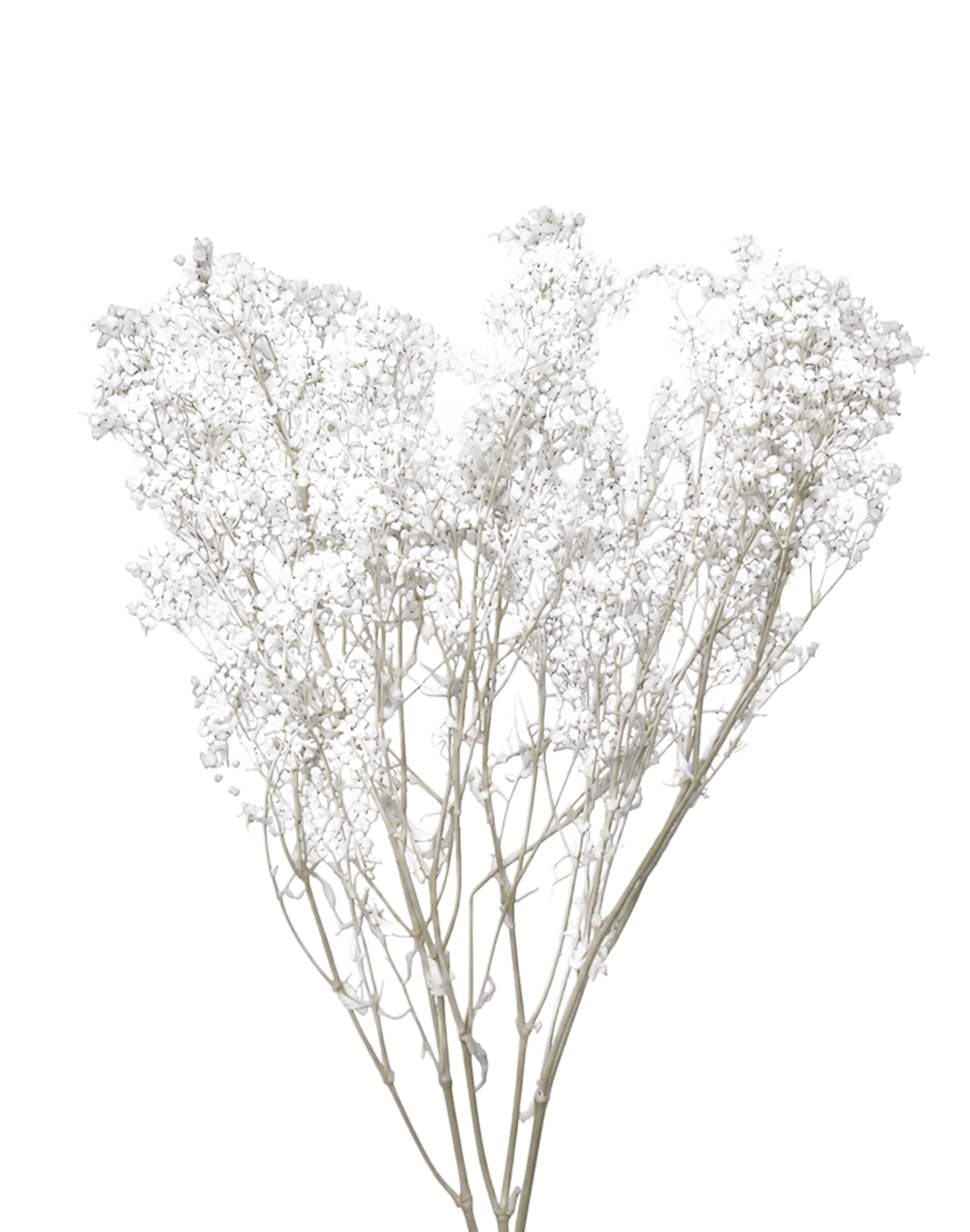 Dried Baby Breath's White