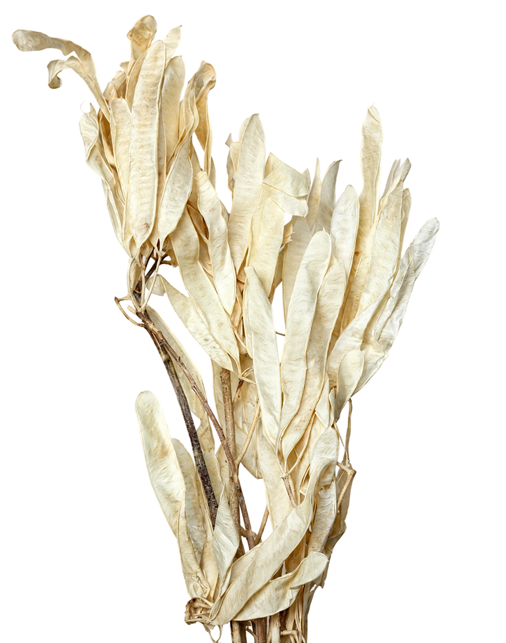 Woodbury Grass Spray White