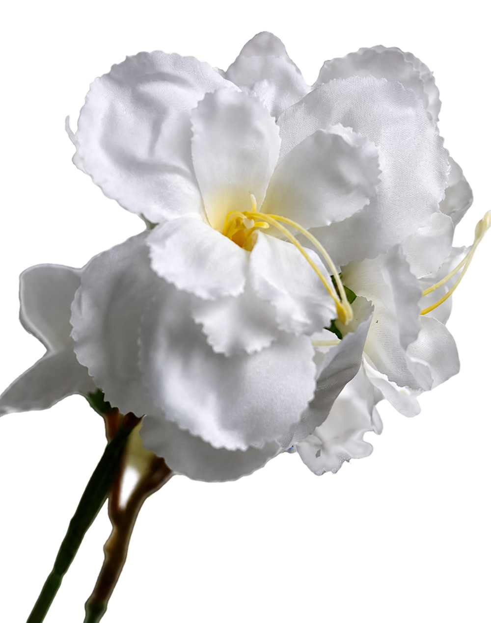 White Bougainvillea - 33" White