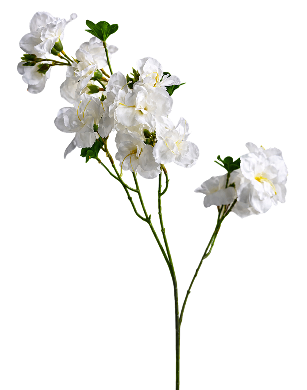 White Bougainvillea - 33" White
