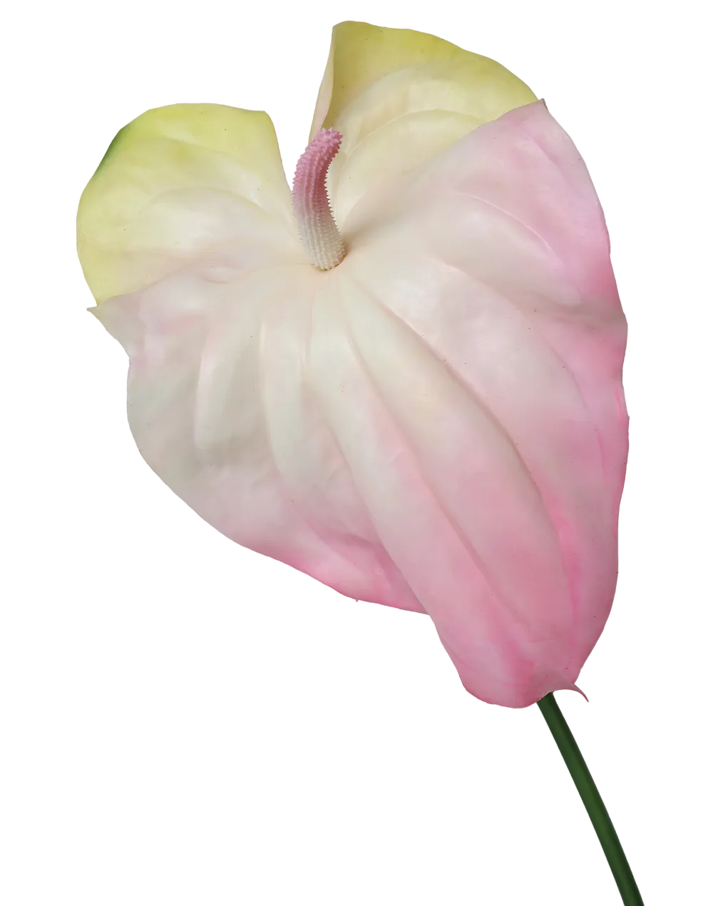 Blush Pink Anthurium