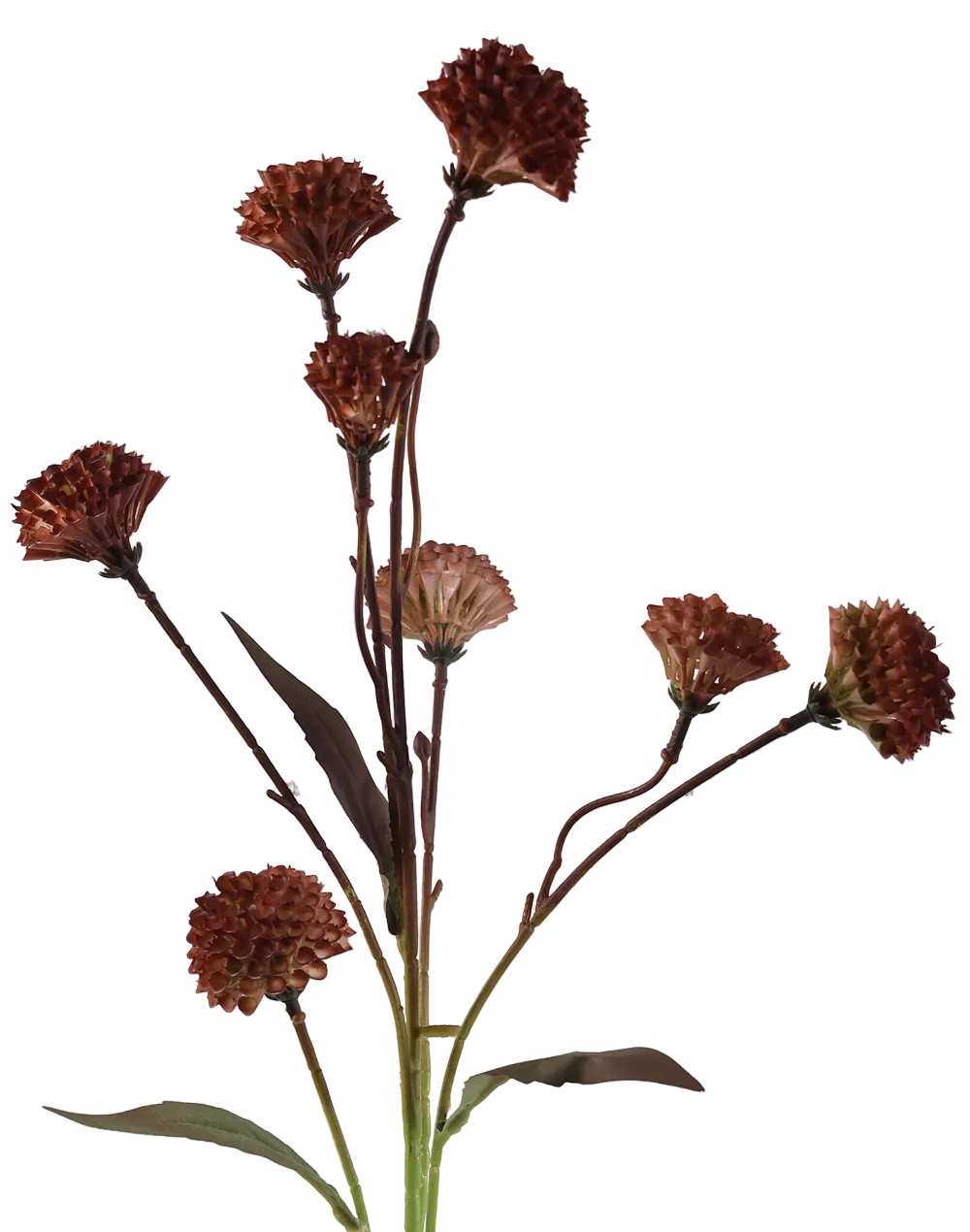 Brown Scabiosa seed