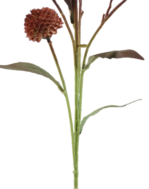 Brown Scabiosa seed
