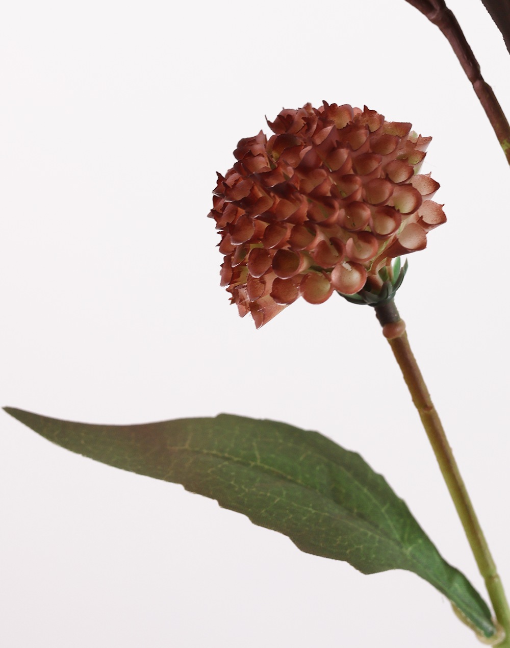 Brown Scabiosa seed