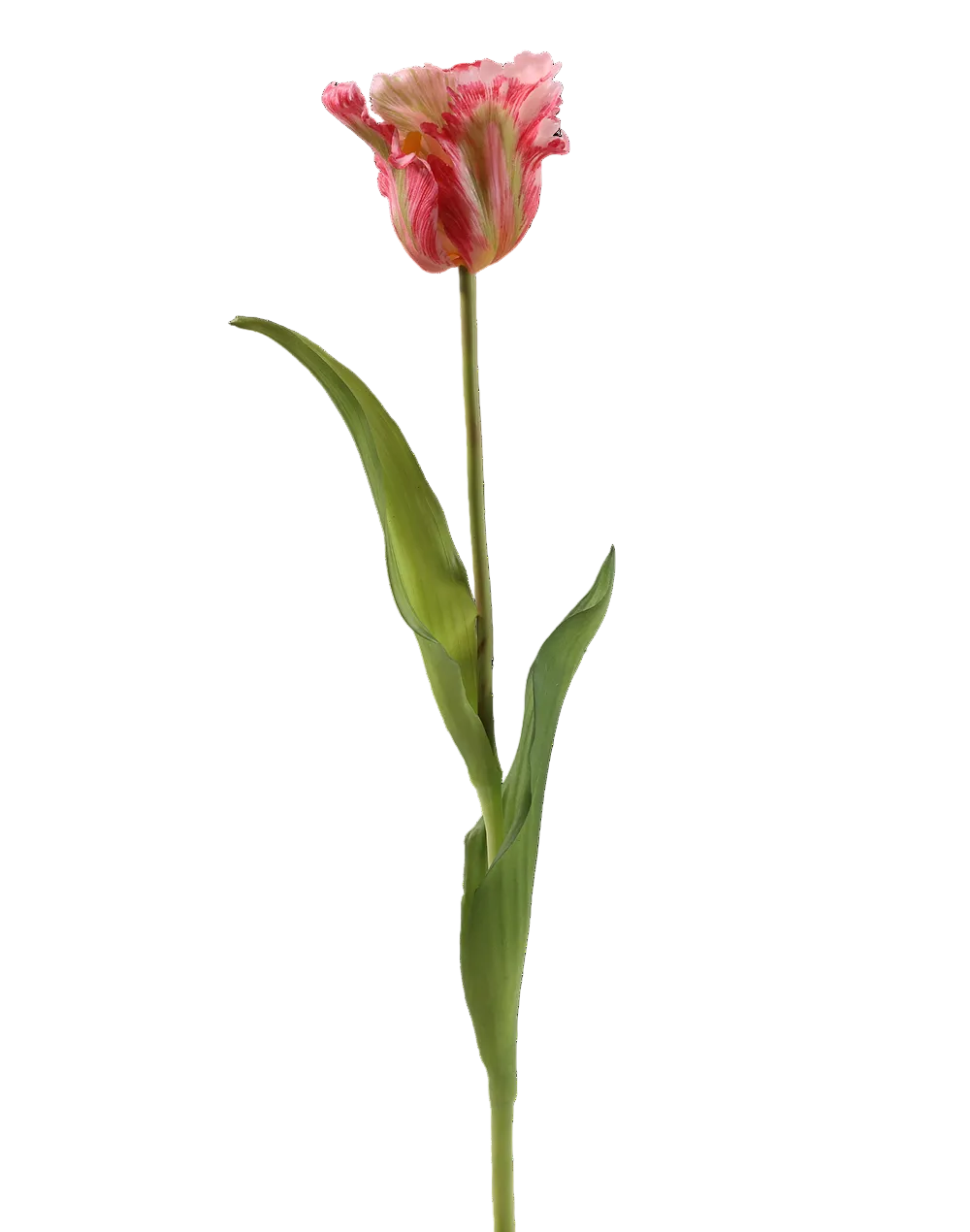 Tulip | Available in 5 Colors