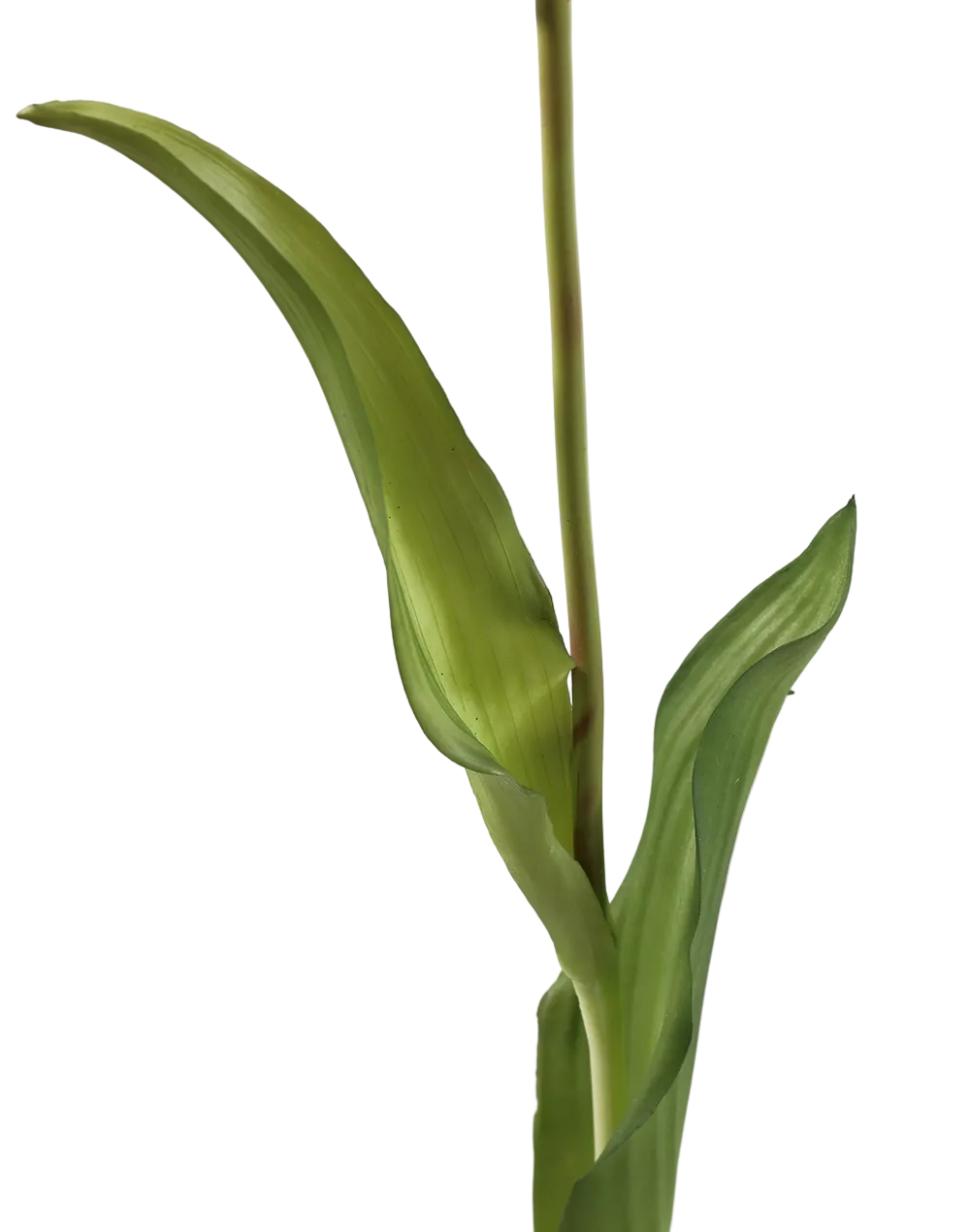 Tulip | Available in 5 Colors