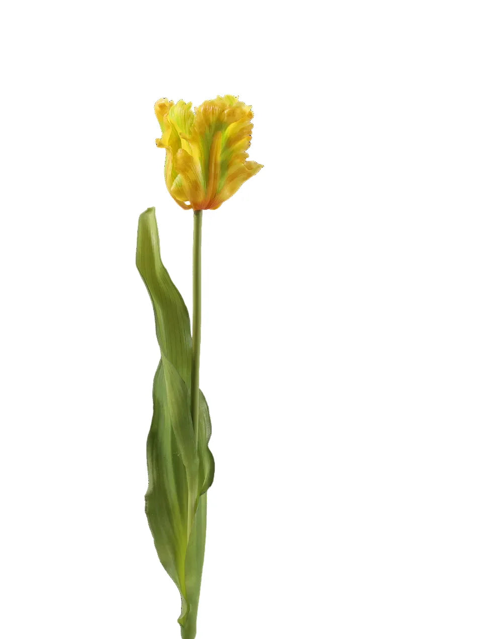 Tulip | Available in 5 Colors