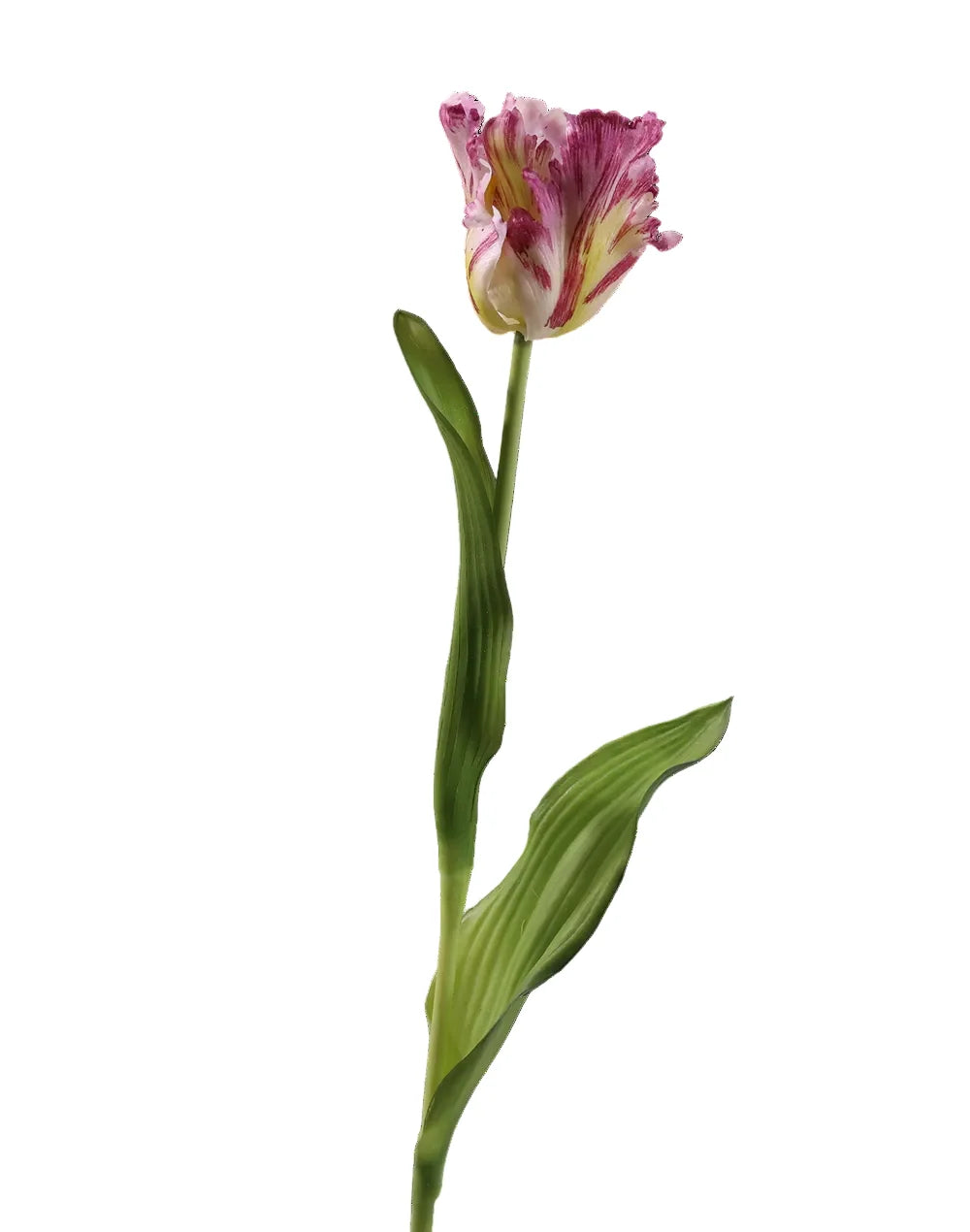 Tulip | Available in 5 Colors