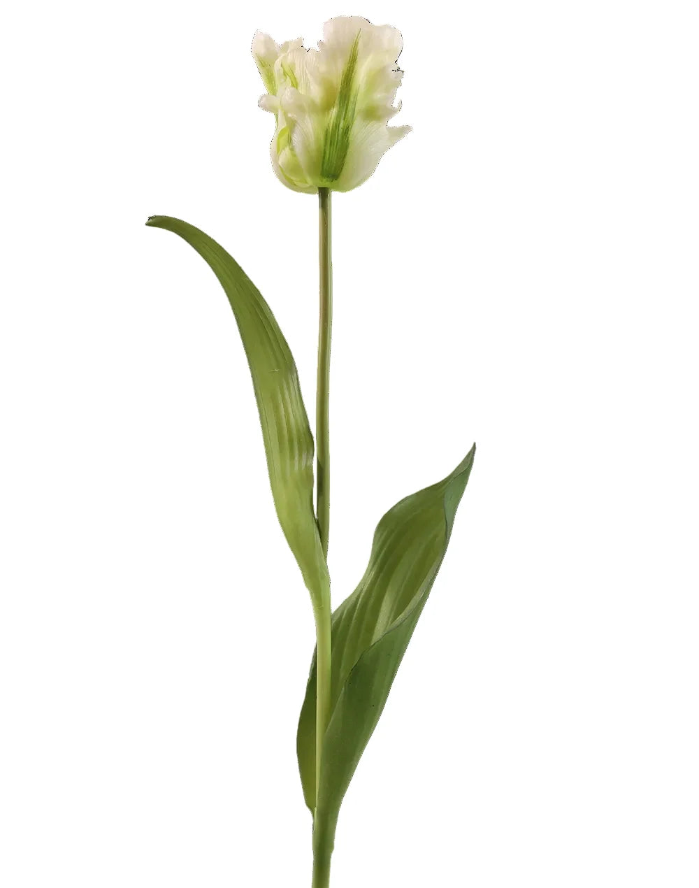Tulip | Available in 5 Colors