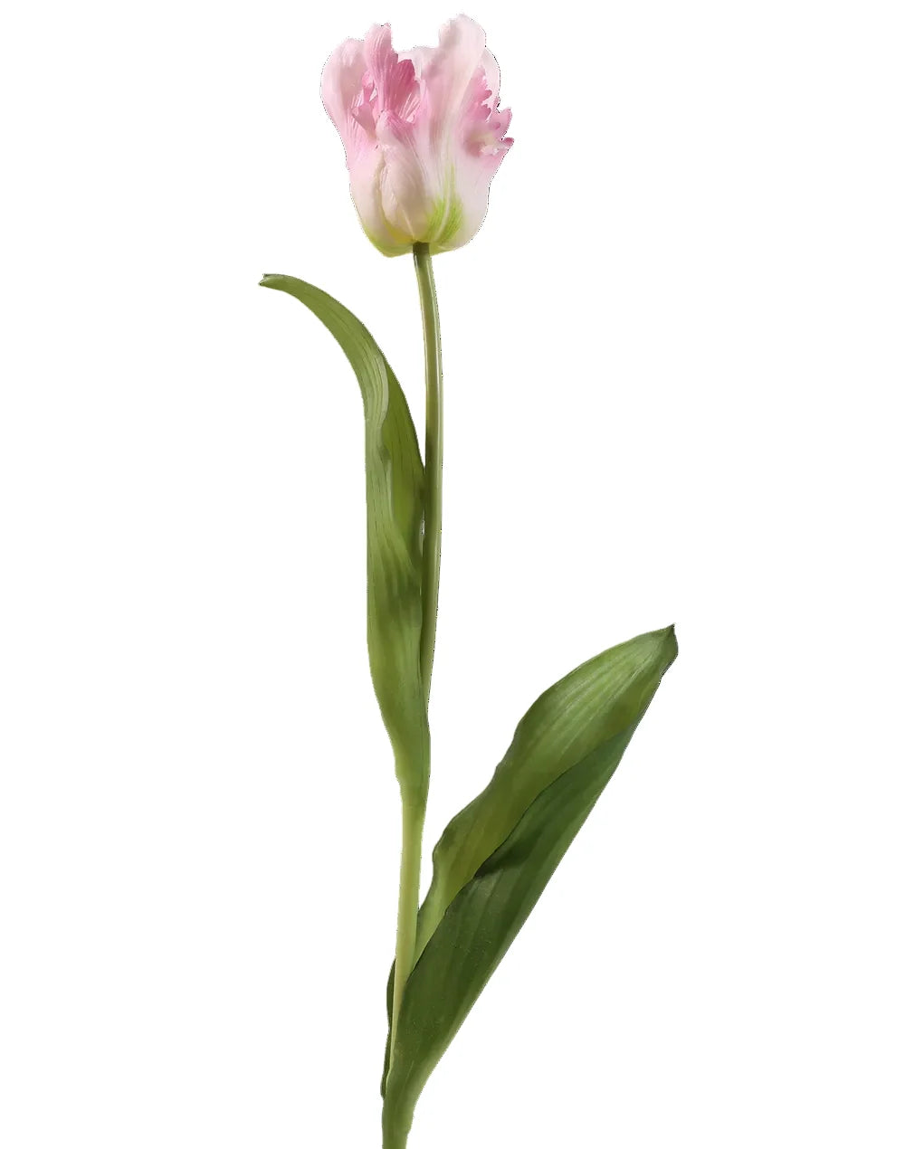 Tulip | Available in 5 Colors