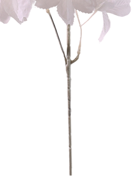 White Blossom