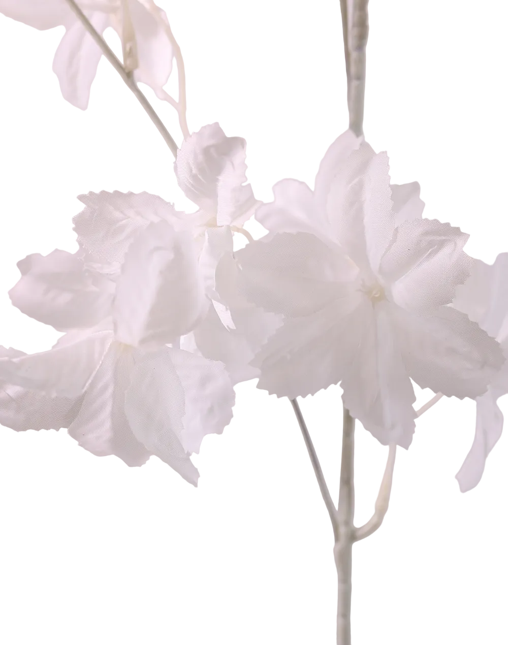 White Blossom