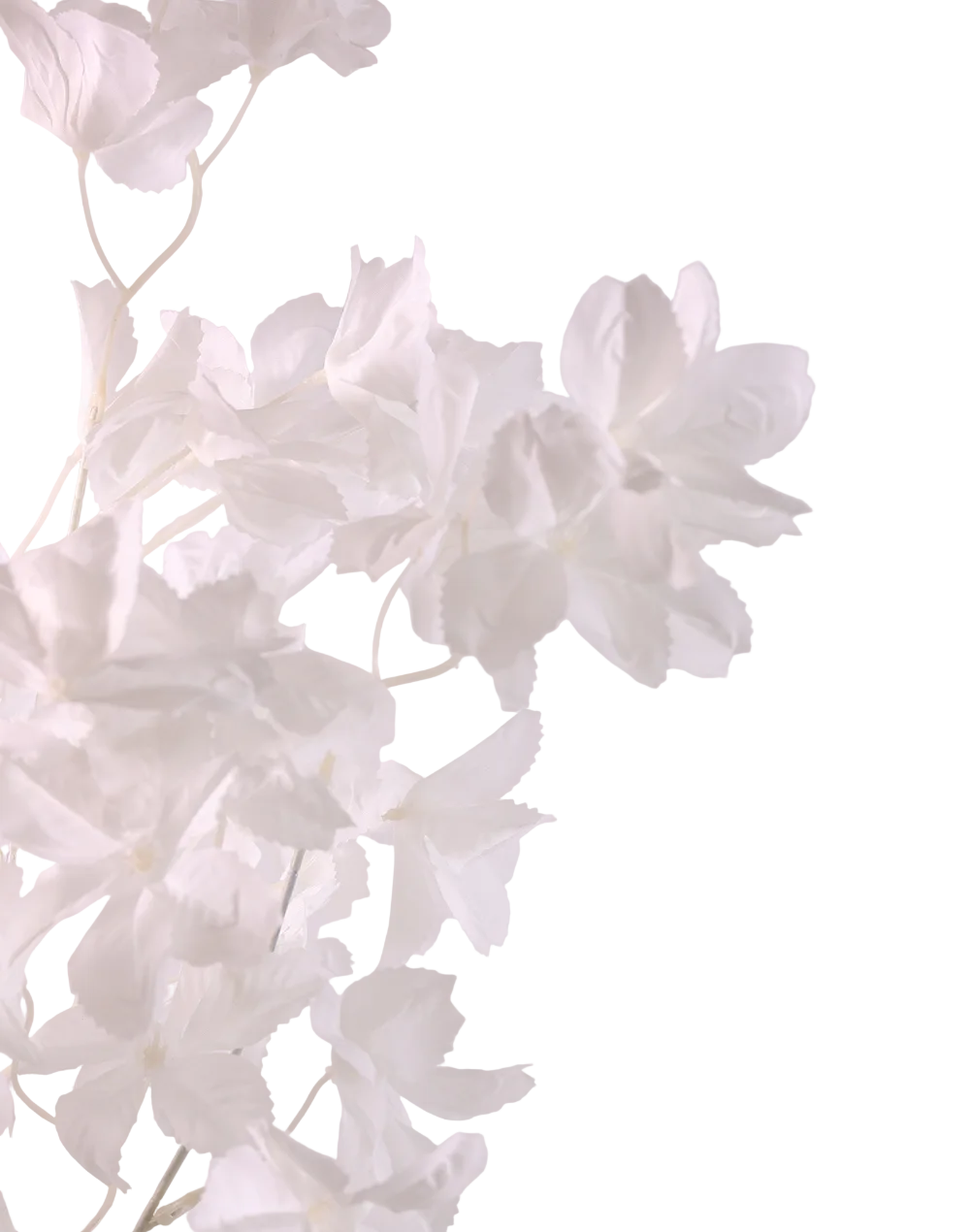 White Blossom