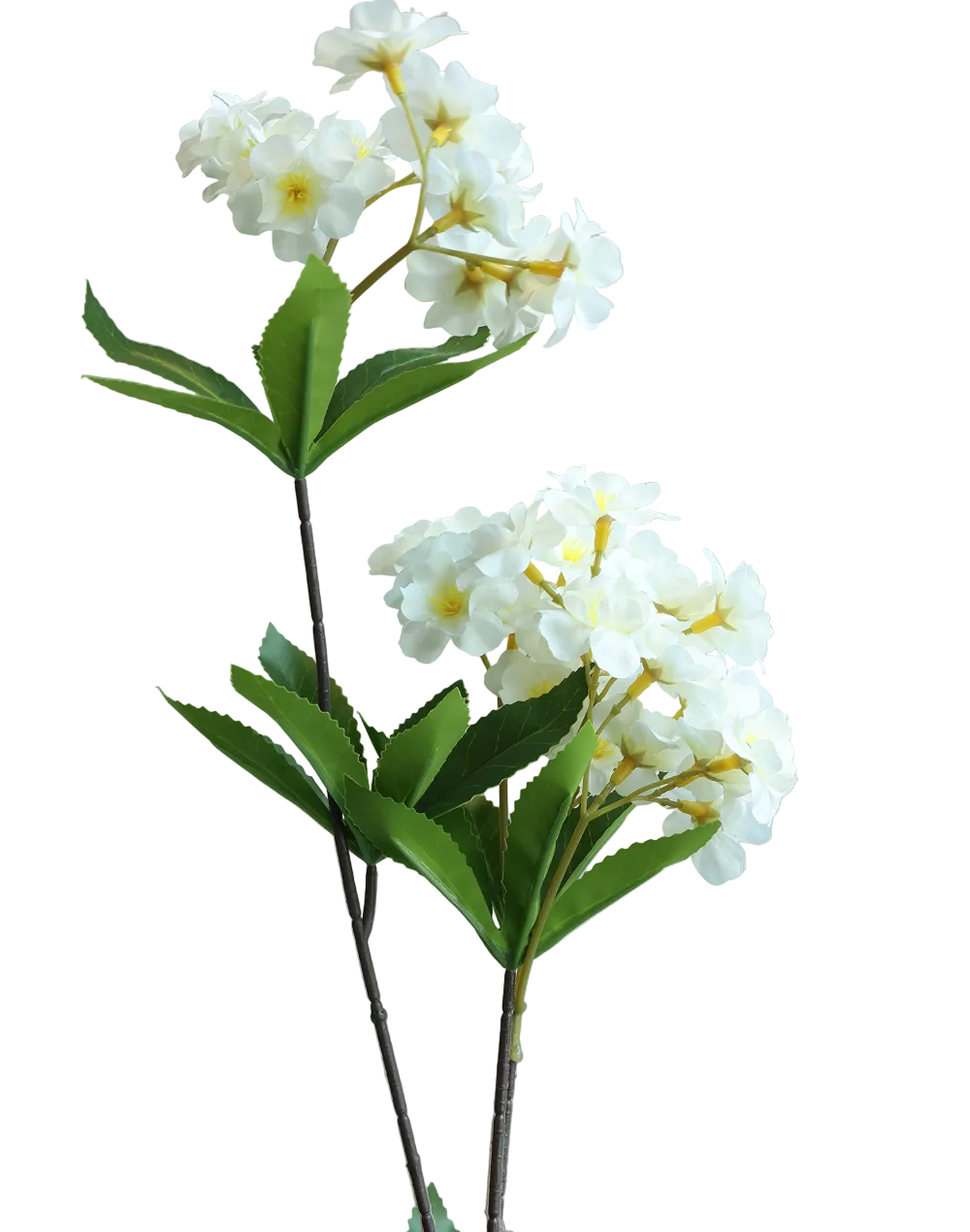 White Cherry Blossom-52"