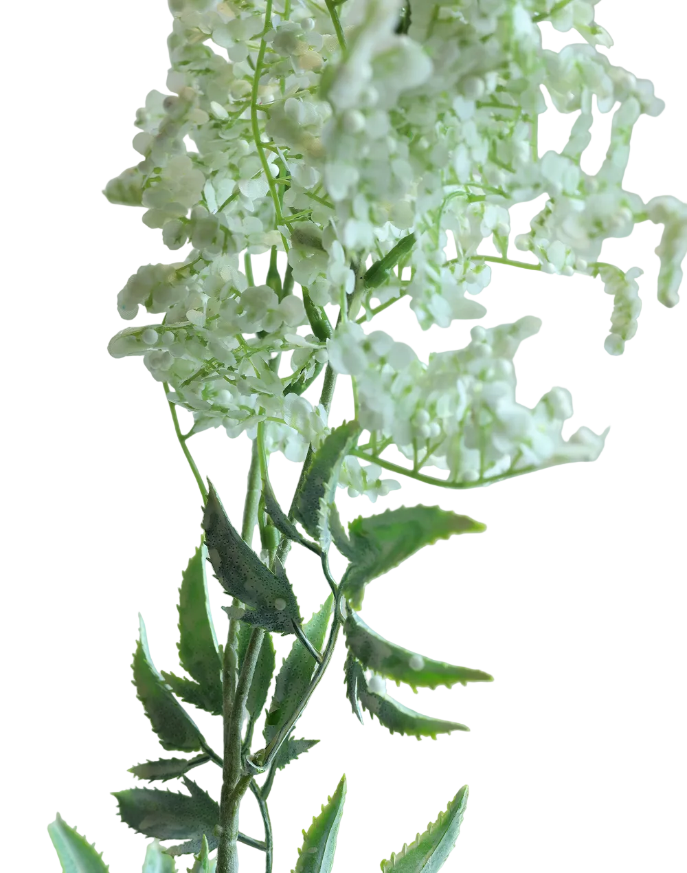 Frosted Caspia