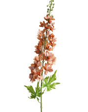 Terracotta Delphinium